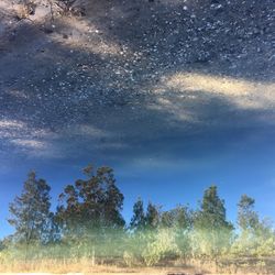 Trees against blue sky