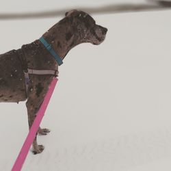 Dog on snow covered landscape during winter