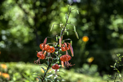 Close-up of red flowers