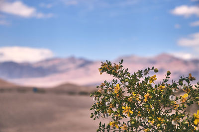Close-up of yellow flowering plant against sky