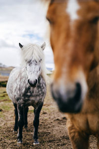 Portrait of horse standing on field