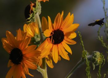Close-up of a bumblebee flying near a sunflower 