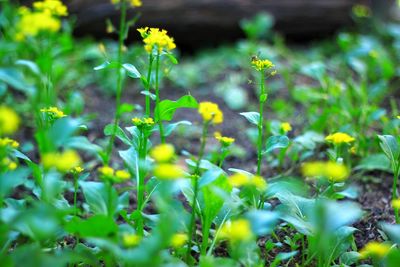 Close-up of flowering plants on field