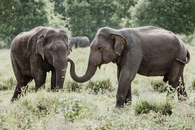 View of elephants at field