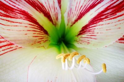 Close-up of white rose flower