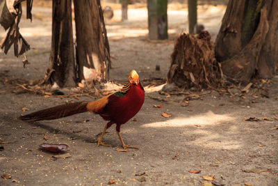 View of a bird on land