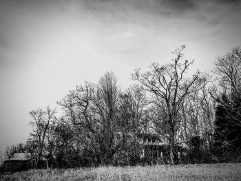 Trees on field against sky