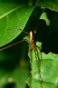 Close-up of insect on leaf