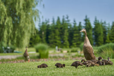 Birds on grass against trees