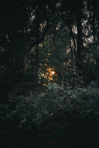 Trees growing on field in forest