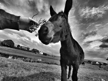 Horse in pasture