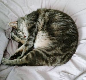 Close-up of cat sleeping on bed