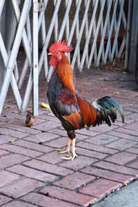 High angle view of rooster on footpath