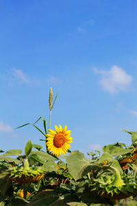 Close-up of yellow flowering plant against blue sky