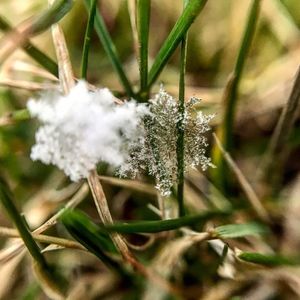 Close-up of snow on plant