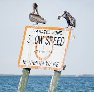 Close-up of seagull perching on sign by sea against clear sky