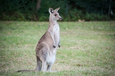 Kangaroo standing on field