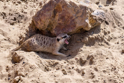 High angle view of animal lying on sand