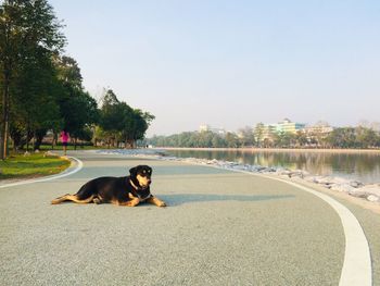 Dog sitting in a park against clear sky