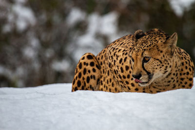 Cheetah on snow