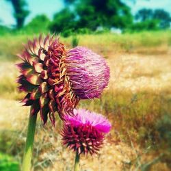 Close-up of purple flowers blooming in field