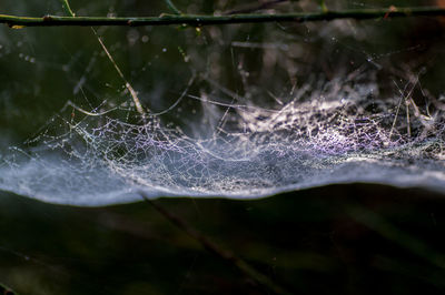 Close-up of spider on web
