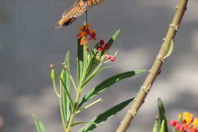 Close-up of butterfly on plant