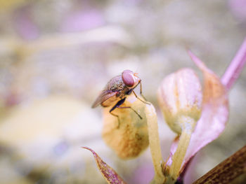 Close-up of insect on purple flower