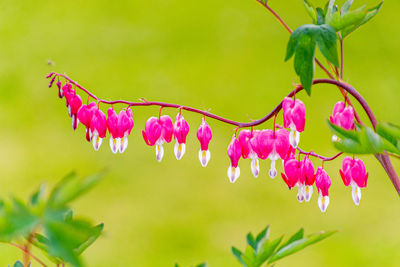 Close-up of pink flowering plant