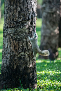 Close-up of squirrel on tree trunk