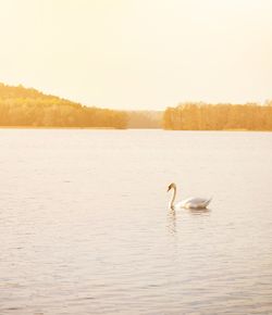Ducks swimming in lake