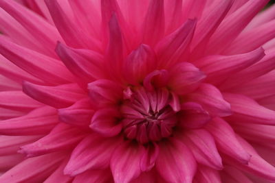 Full frame shot of pink dahlia