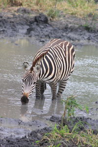 Zebra standing in pond