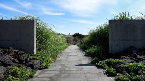 Footpath amidst trees against sky