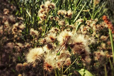 Close-up of dandelion flowers