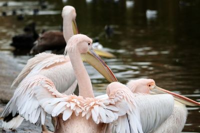 Close-up of birds on lake