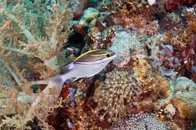 Fish swimming in sea