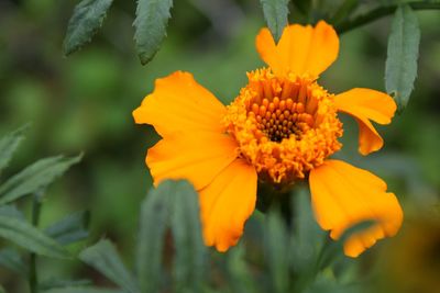 Close-up of orange flower