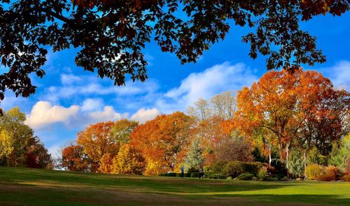 Low angle view of trees against sky during autumn