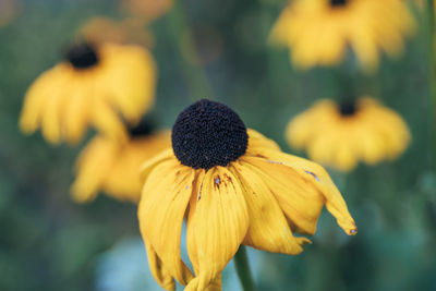 Close-up of yellow flowers blooming outdoors