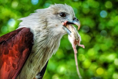 Close-up of eagle eating mouse