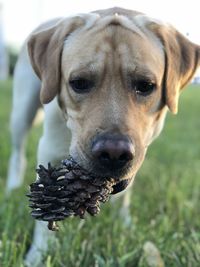 Close-up portrait of dog outdoors