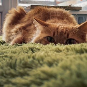 Close-up portrait of a cat resting