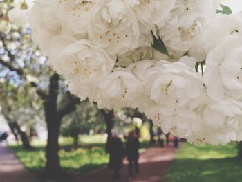 White flowers blooming on tree