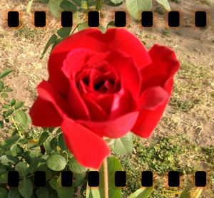 Close-up of red roses blooming outdoors