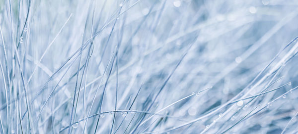 Close-up of wheat growing on field