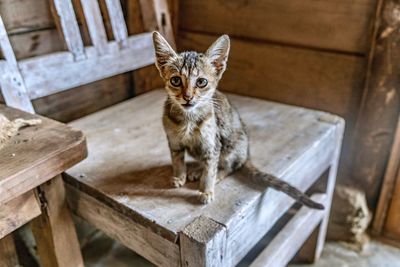 Portrait of cat on wood