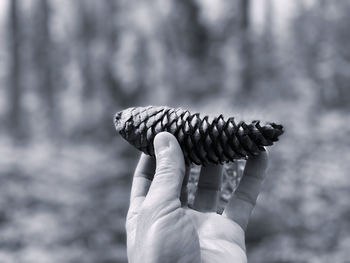 Black and white monochrome hand holding a pine cone 