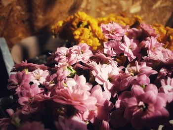 Close-up of pink flowering plants