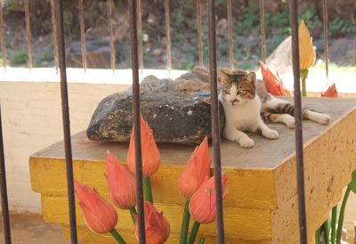 Cats relaxing in a row